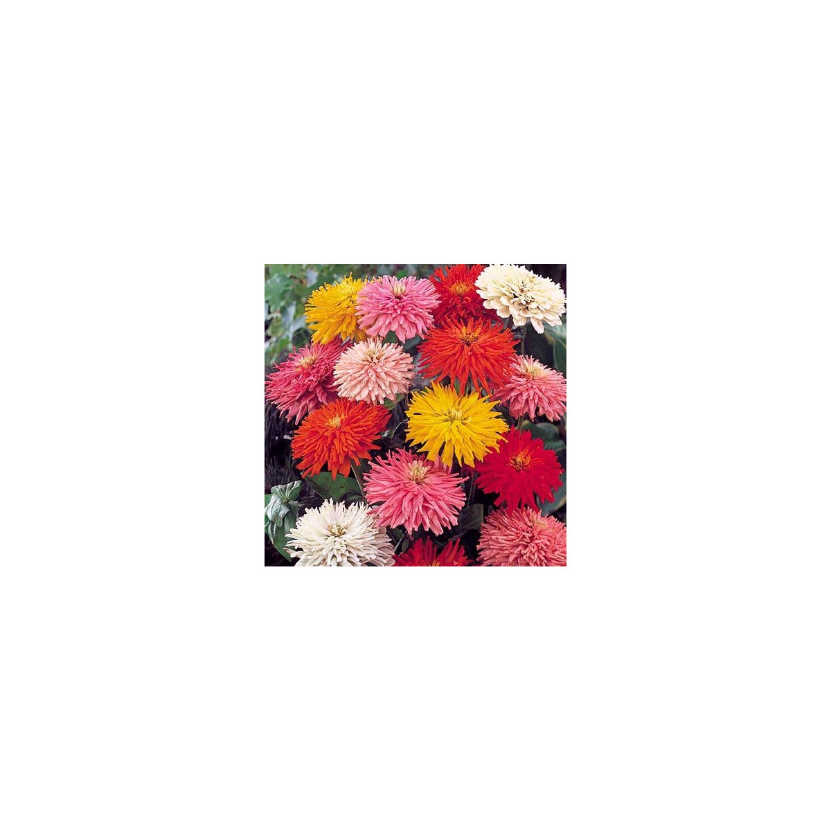 Cínia Burpees - Zinnia elegans - semiačka - 50 ks