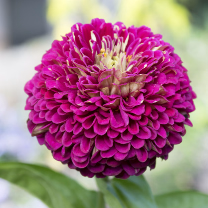 Cínia pôvabná fialová - Zinnia elegans - predaj semien - 50 ks