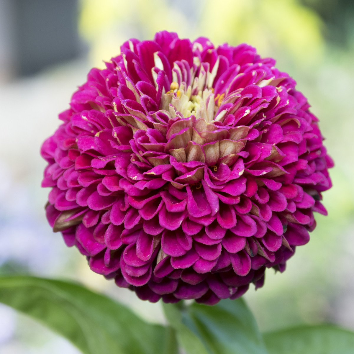 Cínia pôvabná fialová - Zinnia elegans - predaj semien - 50 ks