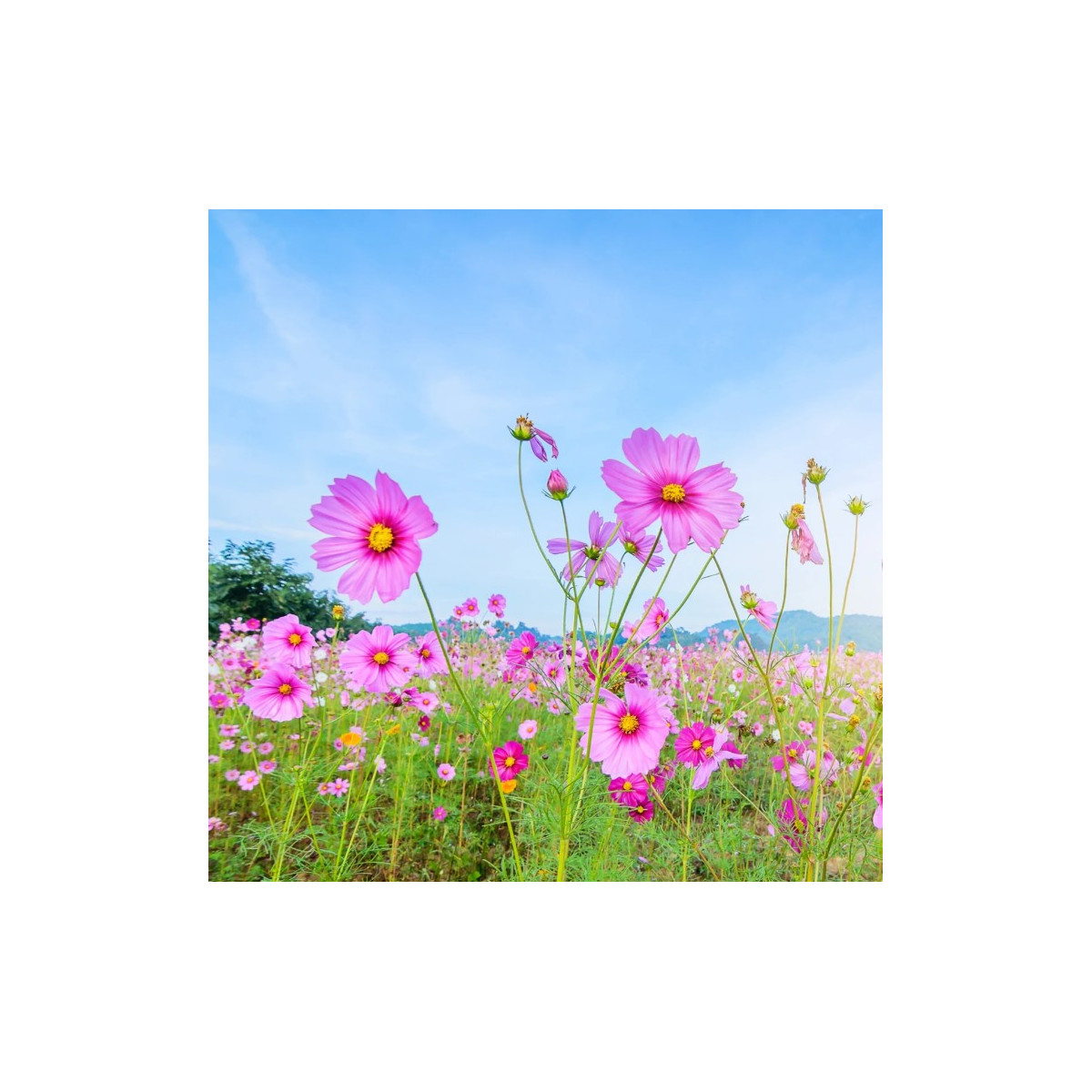 Letničky - záhradný sen v ružovom - predaj semien - 0,9 g