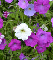 Petúnia veľkokvetá nízka - Petunia hybrida nana - predaj semien - 0,1 g