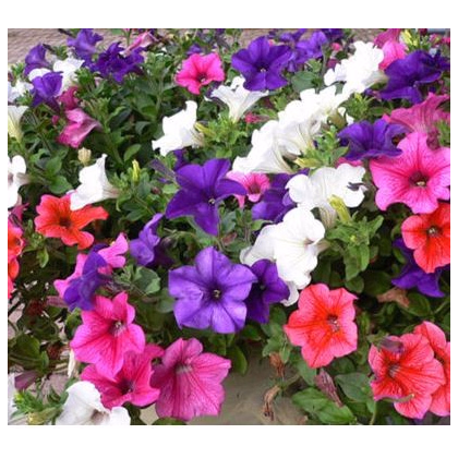 Petúnia veľkokvetá previsnutá - Petunia hybrida pendula - predaj semien - 150 ks