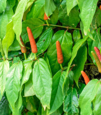 Korenie dlhé - Piper longum - predaj semien - 10 ks