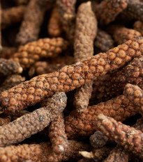 Korenie dlhé - Piper longum - predaj semien - 10 ks