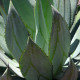 Agáve - Agave marmorata - semiačka - 20 ks