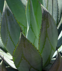 Agáve - Agave marmorata - semiačka - 20 ks