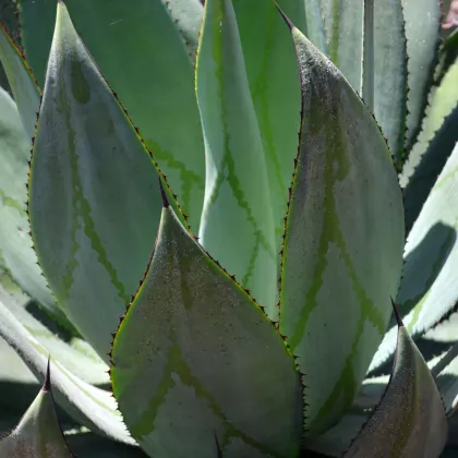 Agáve - Agave marmorata - semiačka - 20 ks