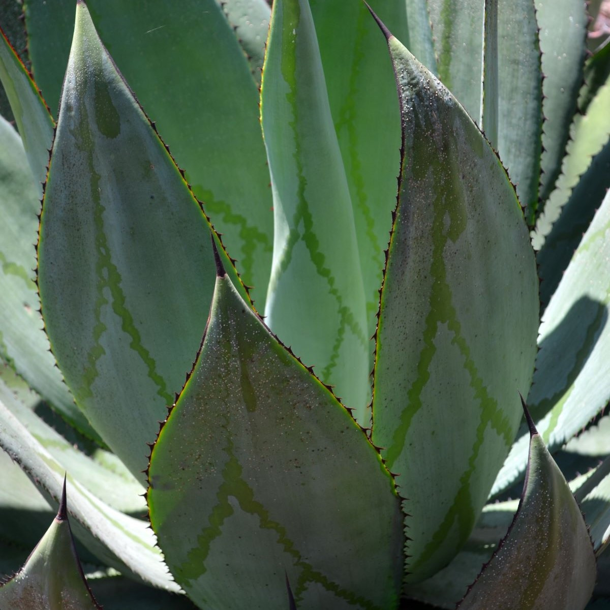 Agáve - Agave marmorata - semiačka - 20 ks