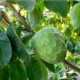 Anona trojlupienková - Annona cherimoia - semiačka - 5 ks