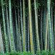 Kráľ bambusov - Phyllostachys edulis - semiačka - 3 ks