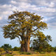 Baobab africký -  Adansonia digitata - semená - 6 ks
