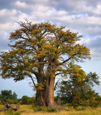 Baobab africký -  Adansonia digitata - semená - 6 ks