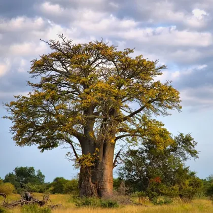 Baobab africký -  Adansonia digitata - semená - 6 ks