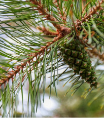 Borovica gerardiana - Pinus gerardiana - semená borovice - 5 ks