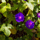 Povojník purpurový - Ipomoea purpurea - semiačka - 25 ks