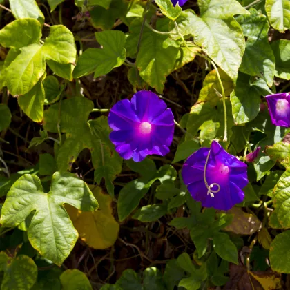 Povojník purpurový - Ipomoea purpurea - semiačka - 25 ks