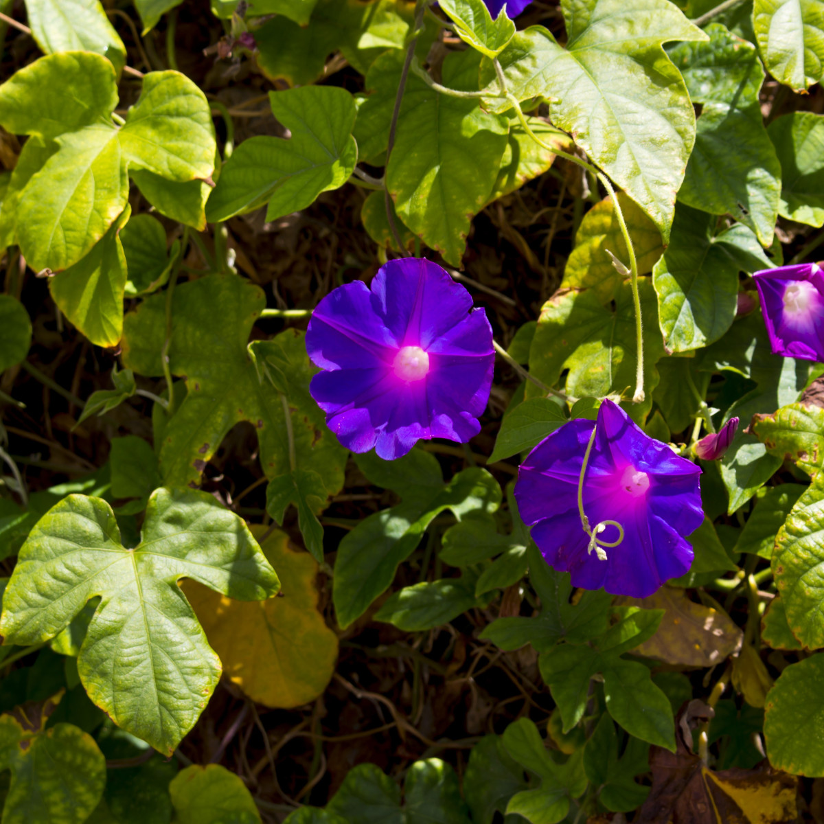 Povojník purpurový - Ipomoea purpurea - semiačka - 25 ks