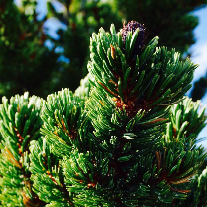 Borovica ostitá - Pinus aristata - semená borovice - 5 ks