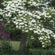 Drieň kousa - Cornus kousa - semiačka - 12 ks