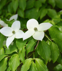 Drieň kousa - Cornus kousa - semiačka - 12 ks