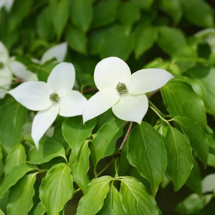 Drieň kousa - Cornus kousa - semiačka - 12 ks