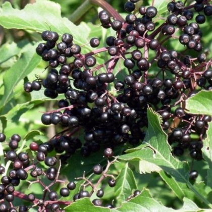 Baza kanadská - Sambucus canadians - predaj semien - 10 ks