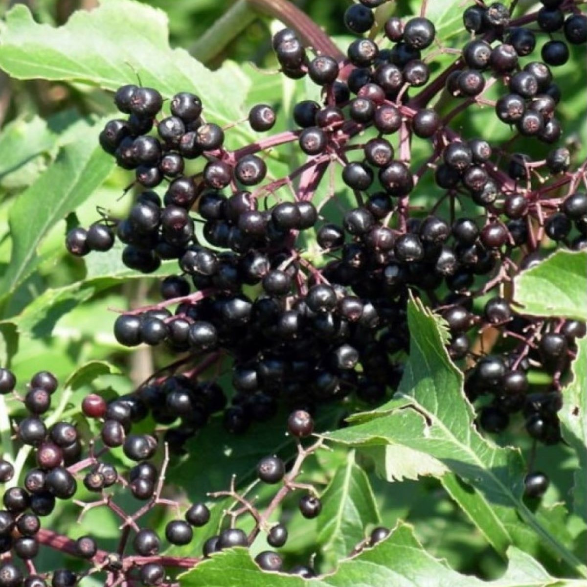 Baza kanadská - Sambucus canadians - predaj semien - 10 ks