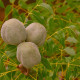 Mahagón - Swietenia mahagoni - semiačka - 15 ks