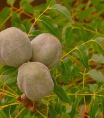 Mahagón - Swietenia mahagoni - semiačka - 15 ks