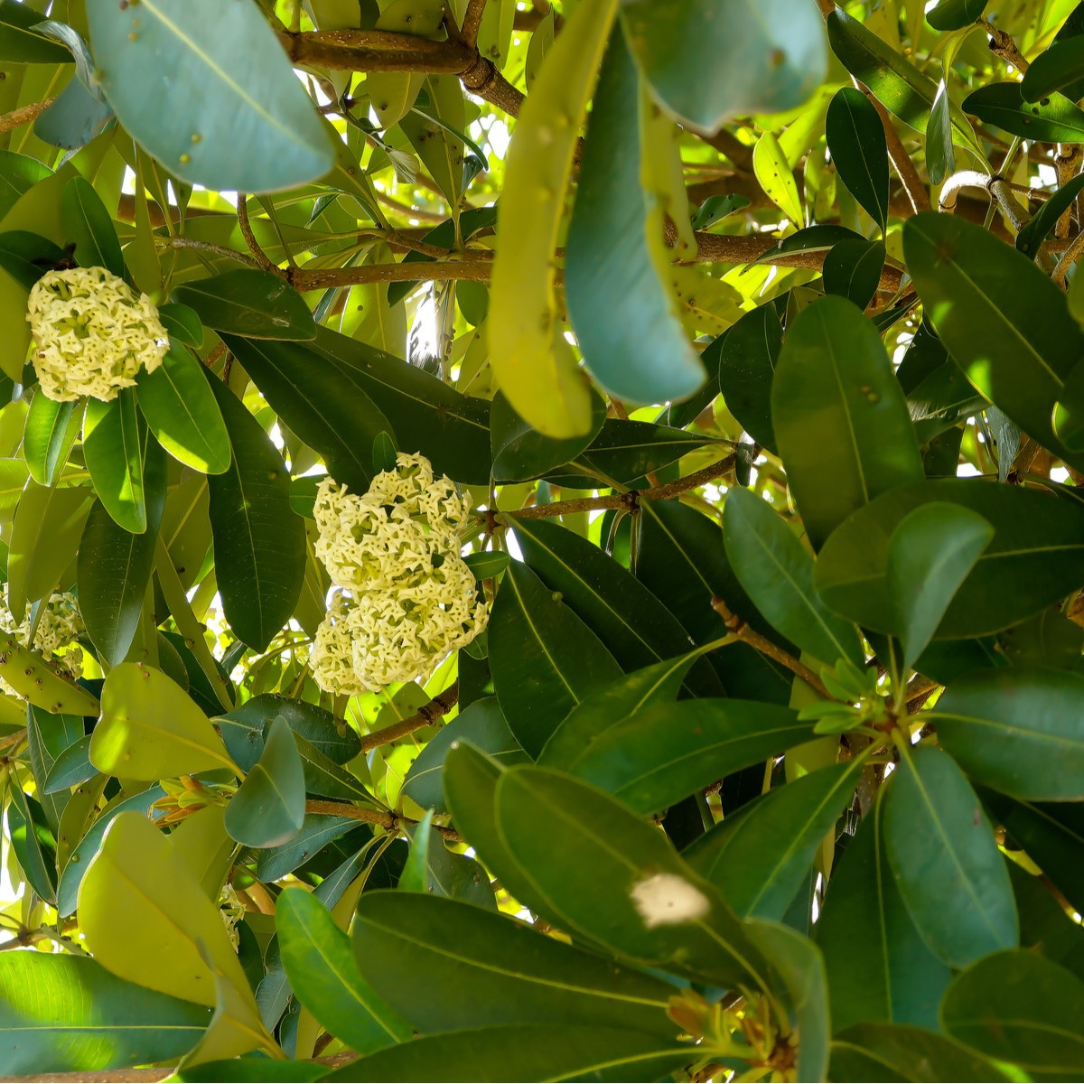 Pulai - Alstonia scholaris - semiačka - 8 ks