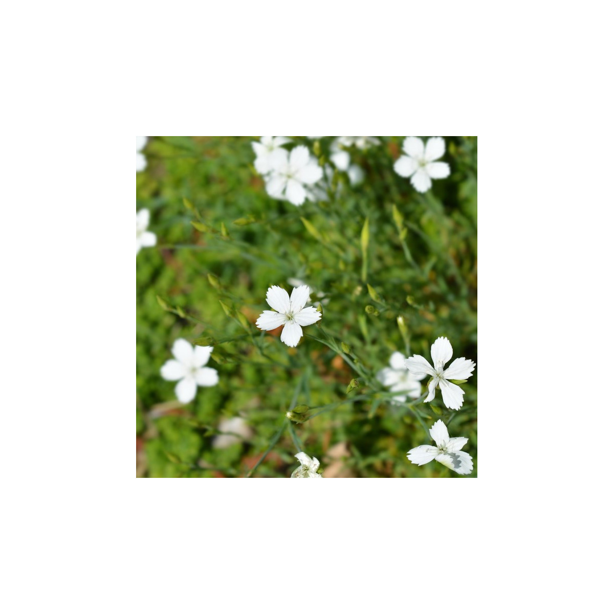 Klinček slzičkový biely - Dianthus deltoides - predaj semien - 100 ks