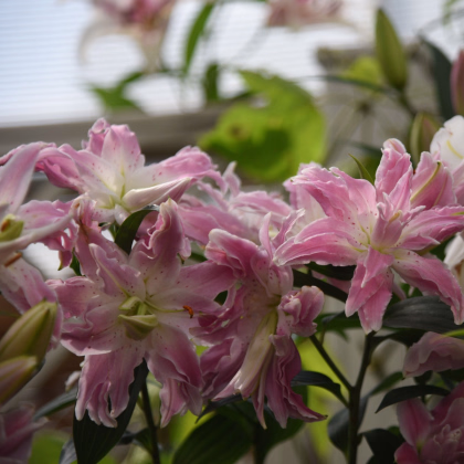 Ľalia Lotus Elegance - Lilium - predaj cibuľovín - 1 ks