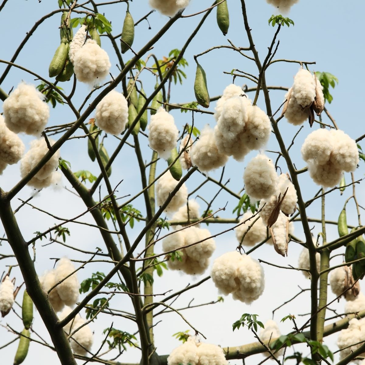 Vlnovec päťmužný - Ceiba pentandra - Kapok - semiačka - 4 ks