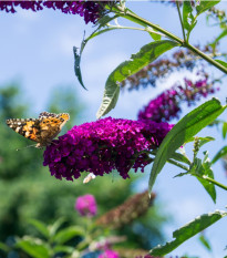 Budleja Dávidova - Buddleja davidi - predaj semien - zmes farieb - 20 ks