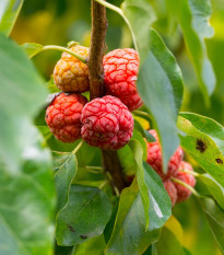 Kudrania - Maclura tricuspidata - semiačka - 5 ks