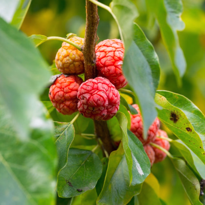 Kudrania - Maclura tricuspidata - semiačka - 5 ks