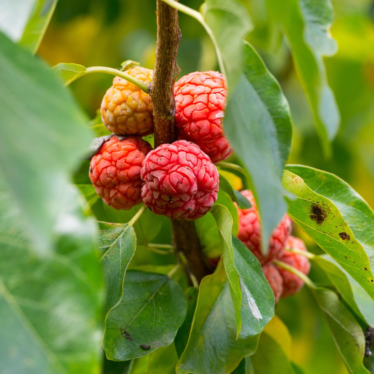 Kudrania - Maclura tricuspidata - semiačka - 5 ks