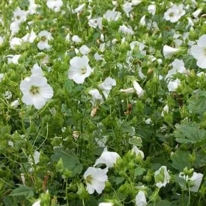 Slezovka trojklanná biela - Malope trifida - predaj semien - 30 ks