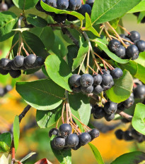 Arónia čiernoplodá - Aronia melanocarpa - semiačka - 7 ks