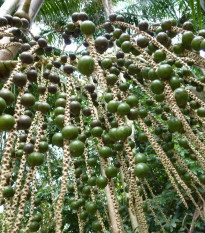 Palma Akaí - Acai - Euterpe oleracea - semiačka - 2 ks