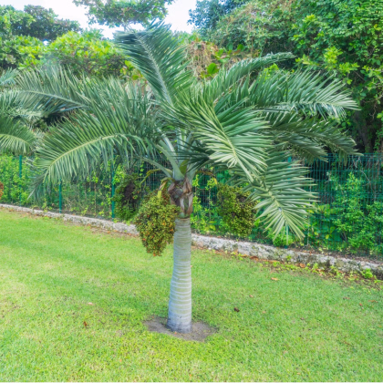 Palma vianočná - Adonidia merrillii - semiačka - 2 ks