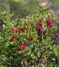 Pistácia lentiscus - Pistacia lentiscus - predaj semien - 6 ks