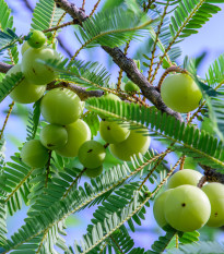Indický egreš - Phyllanthus emblica - semiačka - 8 ks