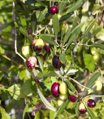 Olivovník európsky - Olea Europeae - semiačka - 5 ks