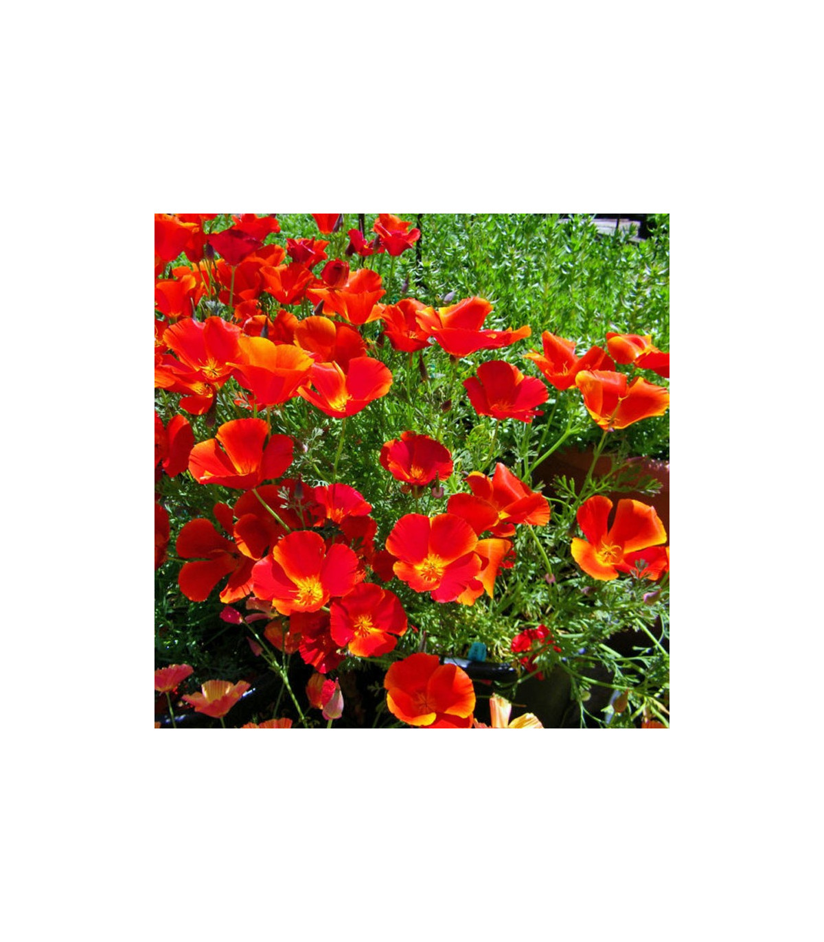 Slncovka kalifornská červená - Eschscholzia californica - predaj semien - 450 ks