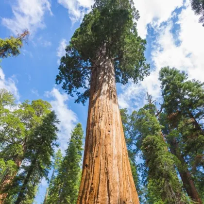Sekvojovec obrovský - Sequouadendron giganteum - semená - 5 ks