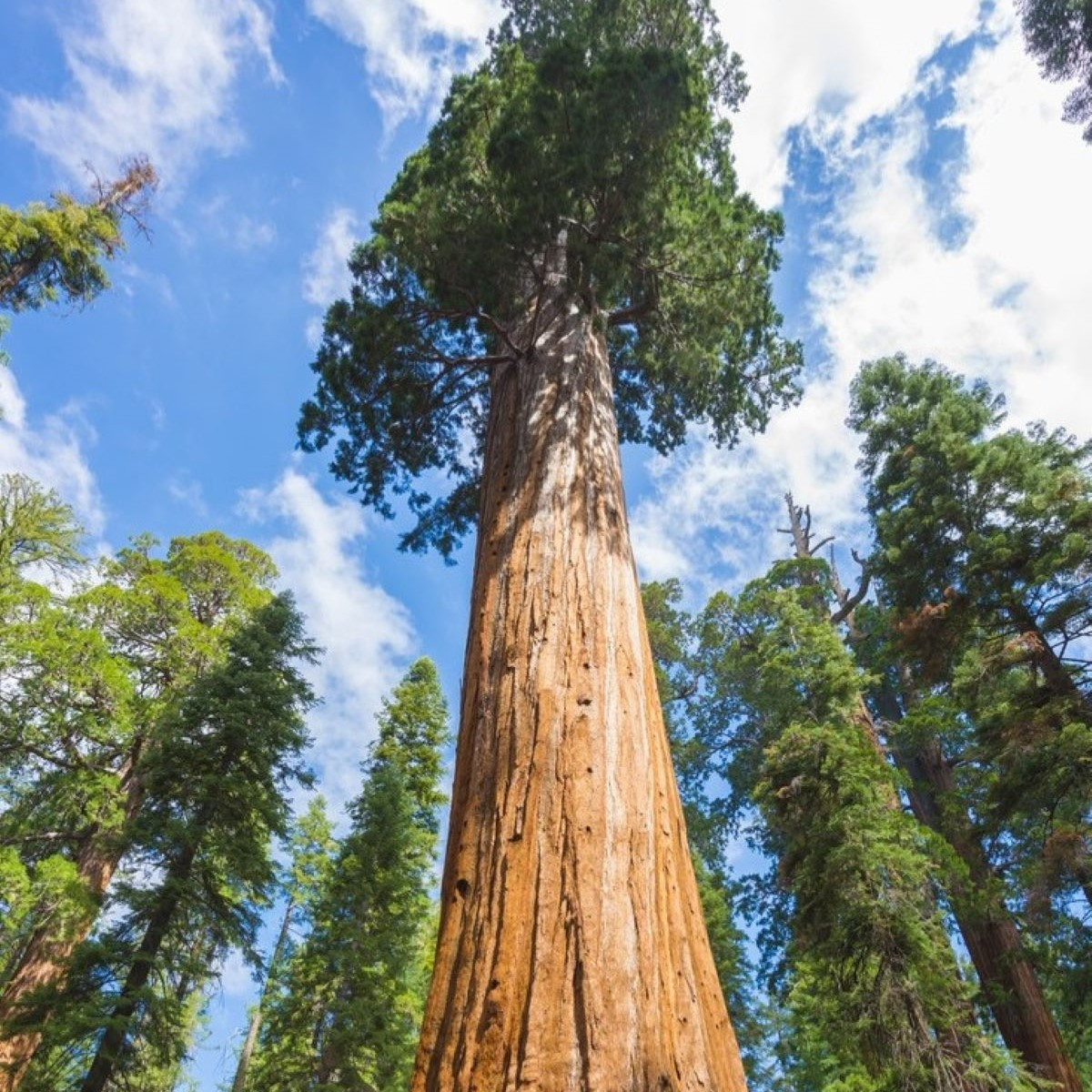 Sekvojovec obrovský - Sequouadendron giganteum - semená - 5 ks