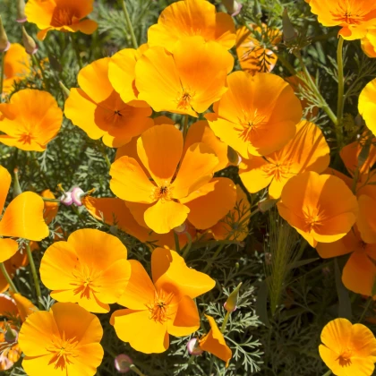 Slncovka kalifornská oranžová - Eschscholzia californica - predaj semien - 200 ks