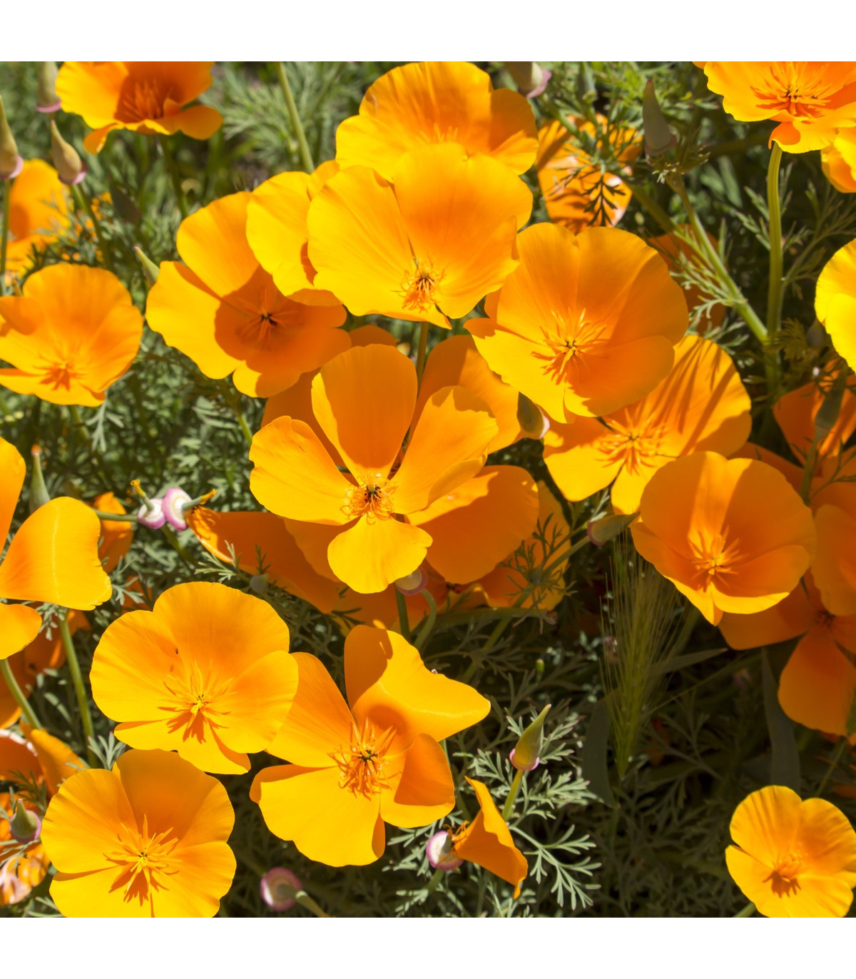 Slncovka kalifornská oranžová - Eschscholzia californica - predaj semien - 200 ks