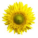 Slnečnica F1 Surprise - Helianthus annuus - semiačka - 7 ks